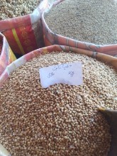 Picture of Coriander seeds دهنيا ثابت