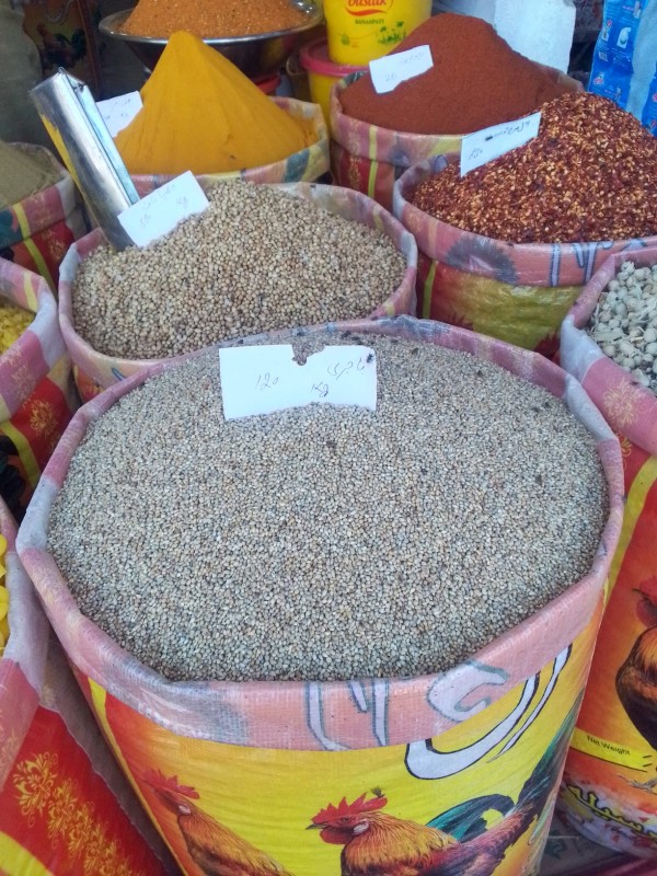 Picture of Pearl millet باجره